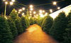 「Teacher'sコーナー5号 Christmas Trees【蘇我駅近くの英会話教室】043-209-2310」