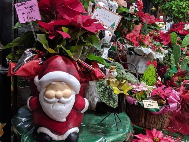 「徳常町のフラワーおおにしさんの店内は、かわいいクリスマス仕様へ！」