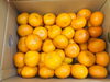 「日南産のみかんが勢ぞろい！【野菜・果物は清武の黒木商店で♪】」