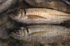 長崎　真鯵「八千代市、佐倉市の鮮魚店  京成、東葉勝田台駅から徒歩10分　 魚や山粋（ヤマスイ) 【3日(火)(地魚から旬物、人気の定番品まで大奉仕。)】」
