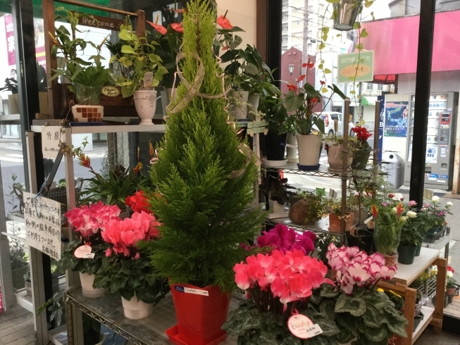 ゴールドクレストでクリスマスツリーはいかがですか 宮脇種苗店のニュース まいぷれ 加古川市