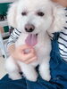 「アクセス抜群♪HappyTail送迎可能・ペットホテル新潟」