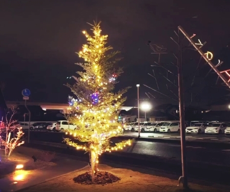 クリスマスツリー「先日立派なモミの木を植えていただきArakiに素敵なクリスマスツリーが誕生しました！」