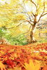 「紅葉も終わりに・・・冬がそこに」