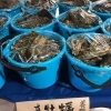 バケツ牡蠣販売開始します