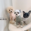 ❤︎年末年始のお休みとご予約について❤︎　【周南市トリミング　徳山トリミング】