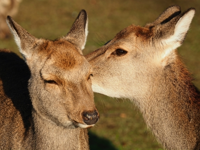 奈良の鹿１「早朝の奈良公園♪」