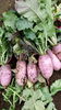 「☆カラフル野菜の小山農園、紅しぐれ大根も絶好調☆」