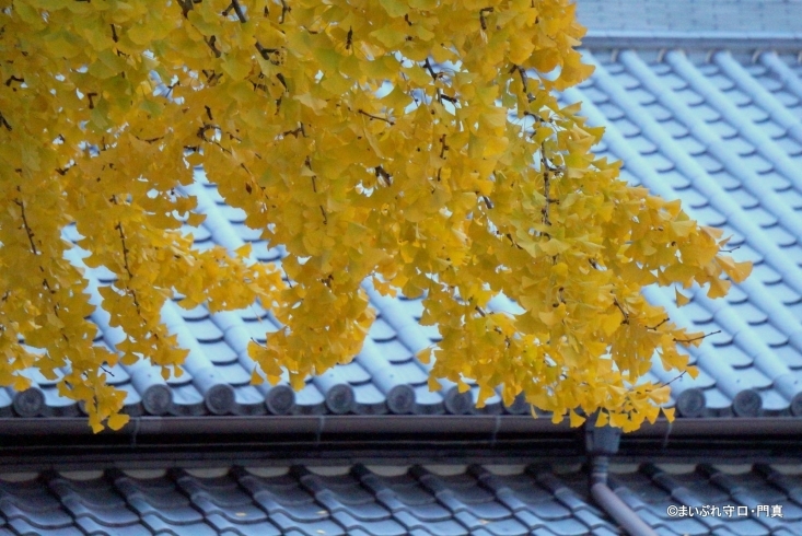 「【編集部日記】今年も難宗寺さんの公孫樹のじゅうたんを撮ってきました」