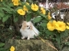 「…させるを英語で」