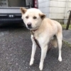 飼い主さんを探しています！！御殿場保健所で保護収容