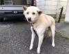 「飼い主さんを探しています！！御殿場保健所で保護収容」