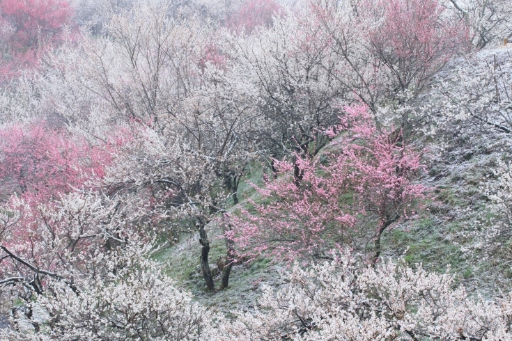 「淡い春」米美知子「企画展「米美知子新春写真展　日本の美彩2020」が1月1日から始まりました」