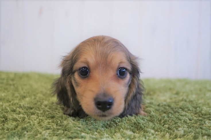 「ミニチュアダックス専門犬舎」