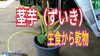 「茎芋（ずいき）の乾物の仕方　タネのハシモト」
