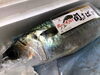 関鯖「関さばとかとらふぐの白子とか…」