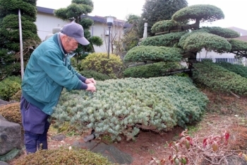 自宅の庭にある樹齢300年の五葉松を手入れする井上さん。
