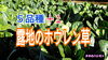 「ホウレン草の栽培（冬の時期）　タネのハシモト」