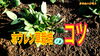 「ホウレン草栽培のコツ！　タネのハシモト」