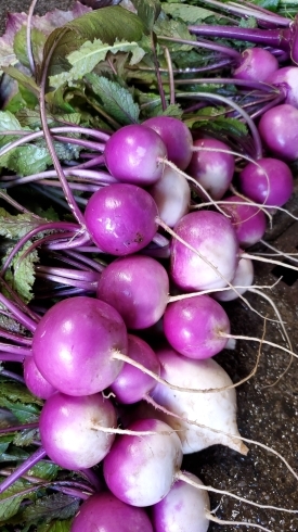 「☆カラフル野菜の小山農園2019年も有難うございました☆」