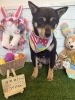 柴犬　シャンプー「🐶トイプードル、柴犬、トリミングのお友達🐣」