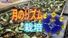 「月齢農作業　タネのハシモト」