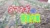 「《冬の時期》タマネギの管理　タネのハシモト」