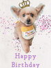 「Dog salon mofu mofu　余市町」