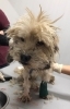 「迷い犬を保護しています【新居浜市役所環境保全課】」