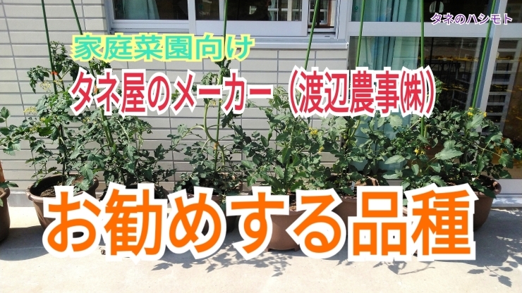 「【厳選オススメ】野菜の種蒔き　タネのハシモト」