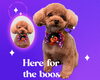 「Dog salon mofu mofu　余市町」