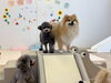 楽しいな〜☺️「ましゅまろ幼稚園🐾」