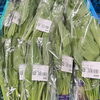 「地元産『山菜』多数入荷します！農産物直売所」