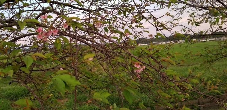 「秋~だけど、桜の便り~~~( *´艸)( *´艸)」