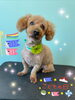 「可愛い子ちゃん♡ Dog salon mofu mofu 余市町」