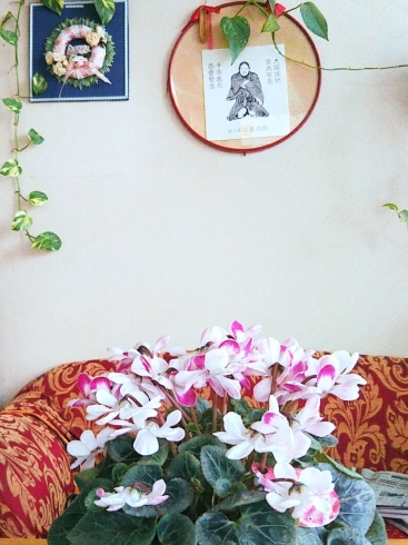 シクラメン　八重咲きスクリュースター「ノスタルジックな笠間の老舗で花いっぱい」