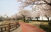 甲突川河畔 お花見するならココ 鹿児島市 日置市の桜特集 まいぷれ 鹿児島 日置