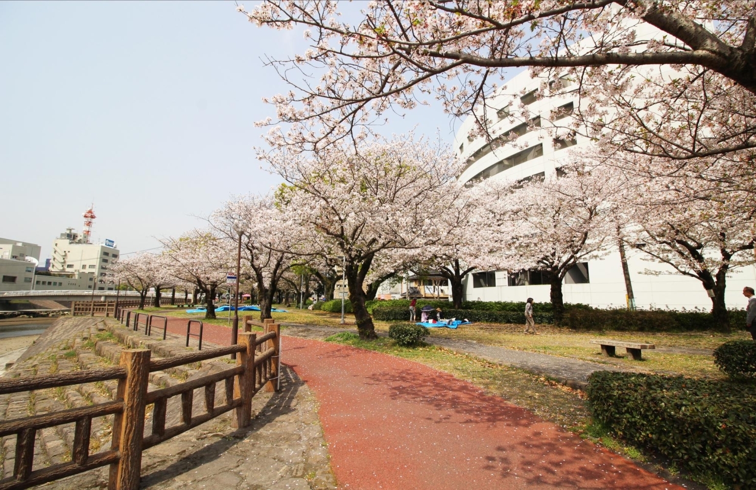 甲突川河畔 お花見するならココ 鹿児島市 日置市の桜特集 まいぷれ 鹿児島 日置 甲突川河畔 お花見するならココ 鹿児島市 日置市の桜特集 まいぷれ 鹿児島 日置
