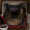 しっぽの動物小話　第二回「ペットにとって快適な温度とは？」