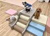 みんなで楽しんでます「ましゅまろ幼稚園🐾＆新入園児さん♡」