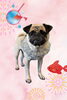 「Dog salon mofu mofu　余市町」