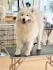 サモエド咲茉はJKC Best Baby in show 3rd頂いています【サモエド