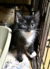 仮死状態で生まれた5匹みんなピンピン元気です「元気な子猫がお待ちしています」