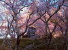 「高遠城址公園の桜【木曽・上伊那の情報発信　ポータルサイト】」