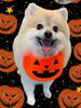 「Dog salon mofu mofu　余市町」