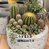 「セメント鉢【福島市観葉植物専門店greenfeel】」