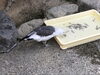 モリモリ食べます！「ウミネコのミナト、仲間入り！」