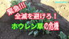 「ホウレン草《新種の病気発生!?》　タネのハシモト」
