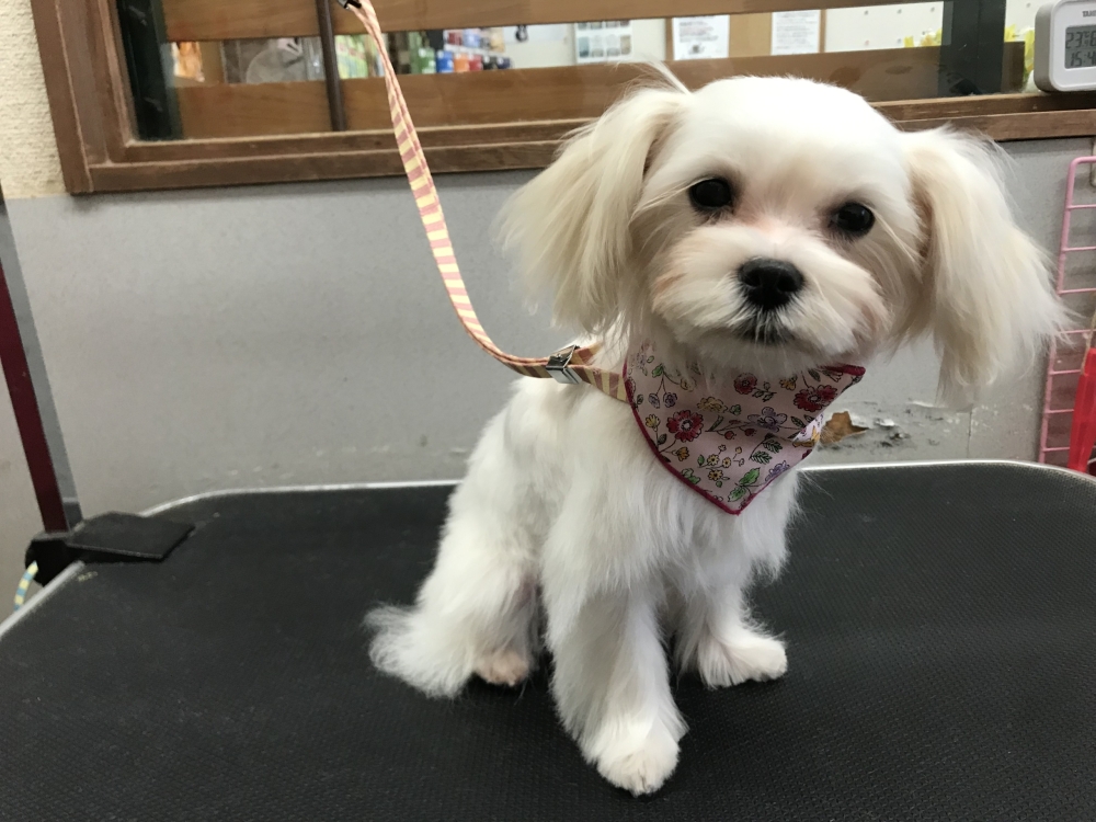 1月12日 カットコースのコロンちゃん 犬猫のトリミング屋