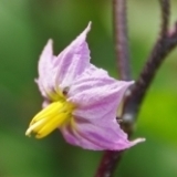 野菜の花たち（その２）